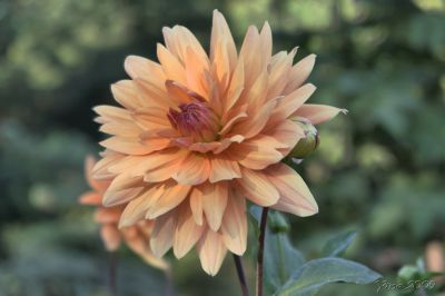 Dahlia Apricot
A wonderful flower of one last summer day
Nyckelord: flower
