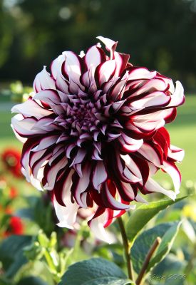 Dahlia red-white
A beautiful red-white Dahlia
